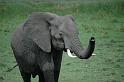 Elephant moving
